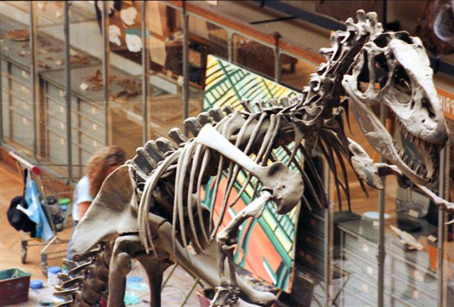Michelle Auboiron peint le dinosaure dans la grande Galerie de Paléontologie du Muséum d'hisoire Naturelle du Jardin des Plantes de Paris