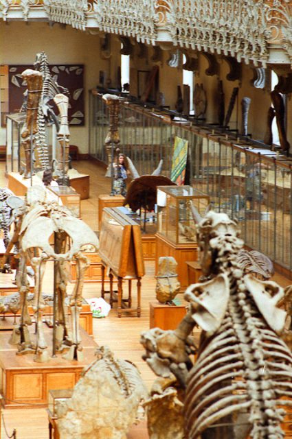 Michelle Auboiron peint le dinosaure dans la grande Galerie de Paléontologie du Muséum d'hisoire Naturelle du Jardin des Plantes de Paris